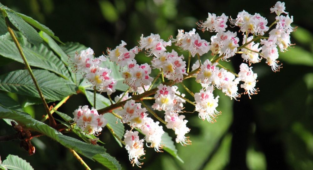 Каштановый мед - уникальный и даже дефицитный продукт, поскольку период цветения каштанов невелик и нужно успеть собрать меда, как можно больше
